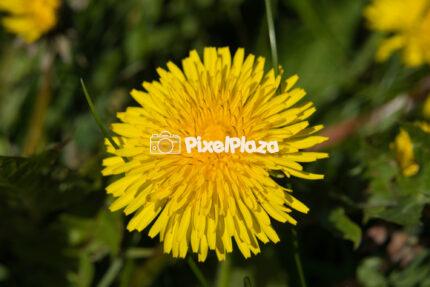 Bright Yellow Dandelion Flower in Full Bloom